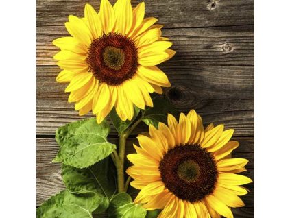 Dezertní třívrstvé ubrousky Two Sunflowers, 20 ks