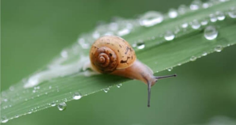 Vše o kosmetice s hlemýždím slizem