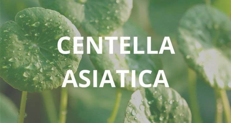 Pupečník asijský aneb použití zázračného extraktu v kosmetice