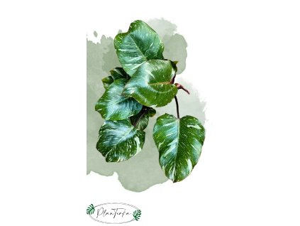 philodendron white knight marble