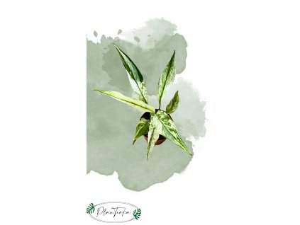 Spathiphyllum Snow Feather