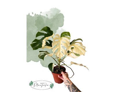 monstera deliciosa halfmonn
