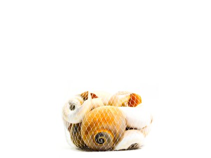 Dekorácia mušle – slimák (Farba Neurčená, Veľkosť Neurčená)