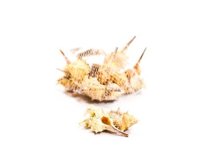 Mušle v tvare špirály 4 - 7 cm (Farba Neurčená, Veľkosť Neurčená)