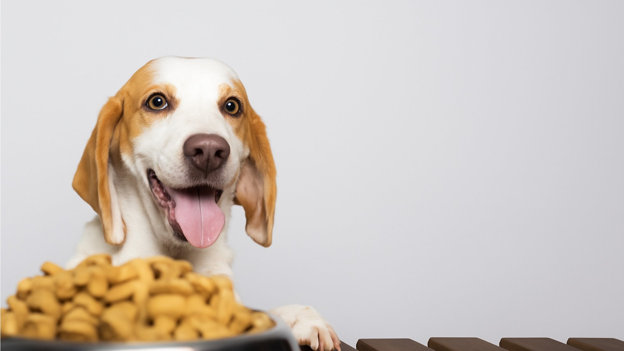 Die Bedeutung von erhöhten Futternäpfen für Hunde