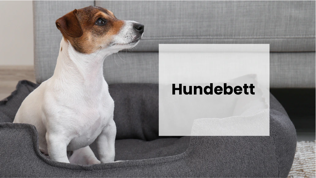 Warum ist es wichtig, das richtige Hundebett für Ihren Hund zu wählen?