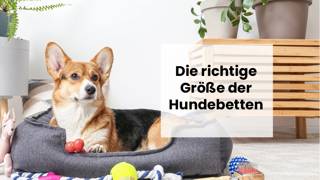 Wie bestimmt man die richtige Größe des Hundebettes für seinen Hund?