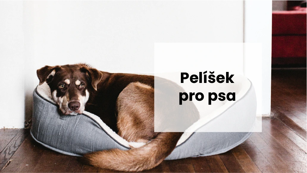 Kam umístit pelíšek, aby se pes cítil dobře?