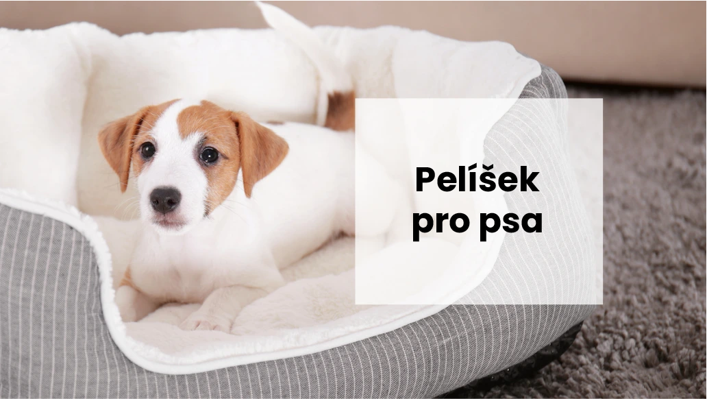 Jak naučit psa zvyknout si na nový pelíšek krok za krokem