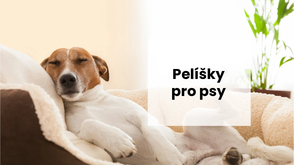 Proč je důležité vybrat pro svého psa správný pelíšek?