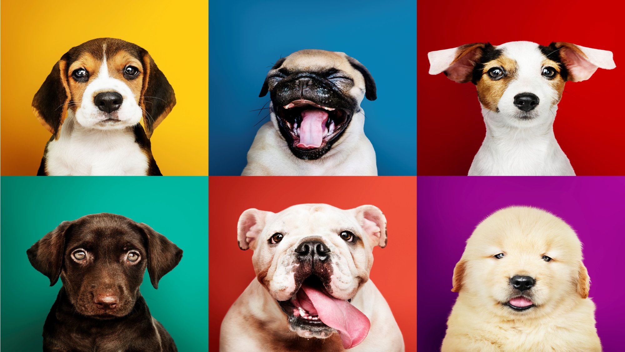 Welche Farben sehen Hunde und welche ist am besten für ihr Hundebett geeignet?