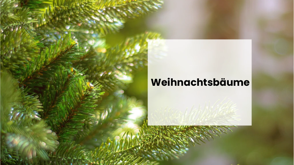 Tipps für den Weihnachtsbaum