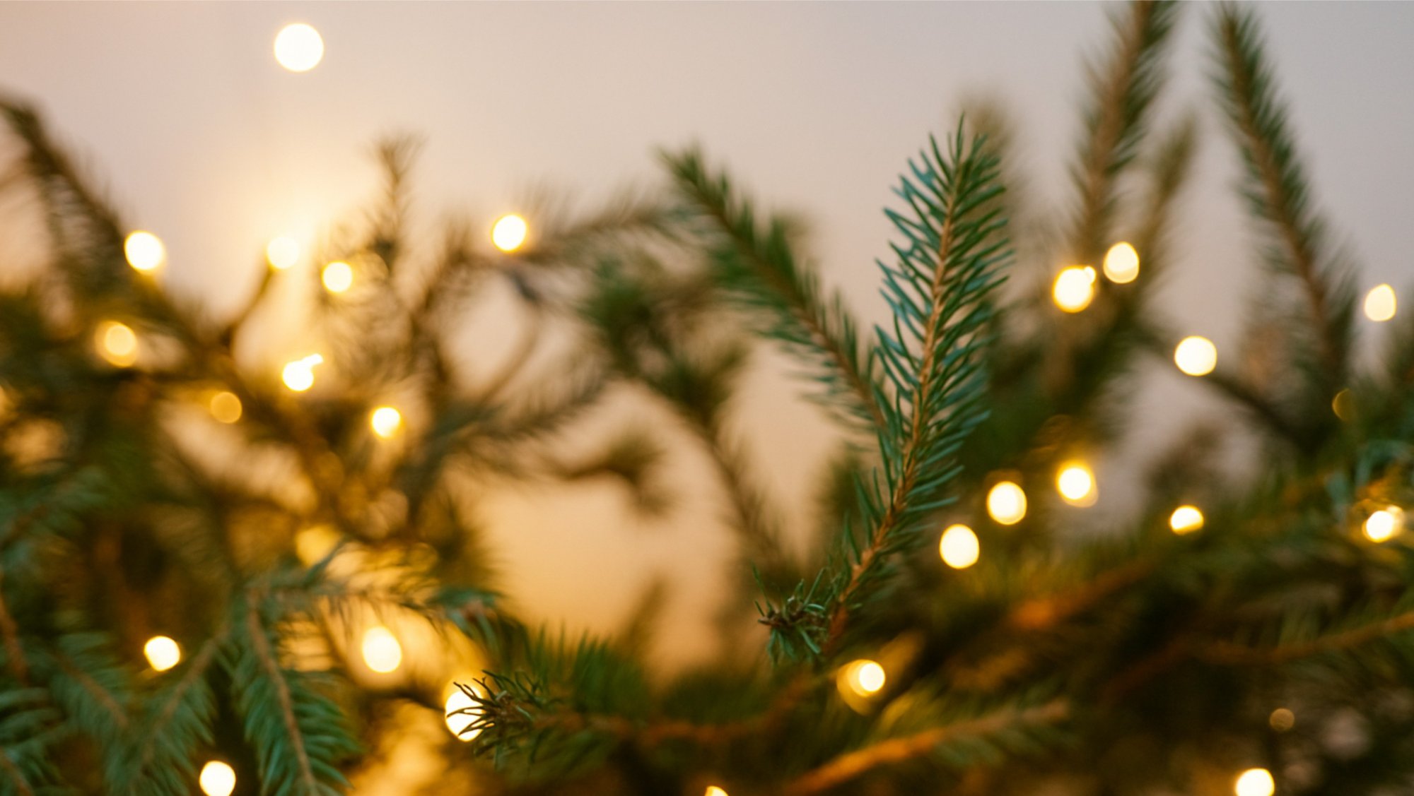 Interessanter Fakt: Der Weihnachtsbaum als Naturschutz