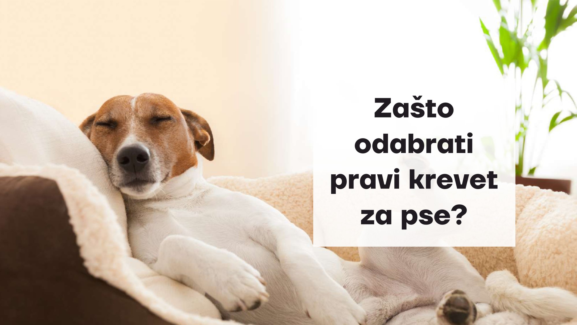 Zašto je važno odabrati pravi krevet za vašeg psa?