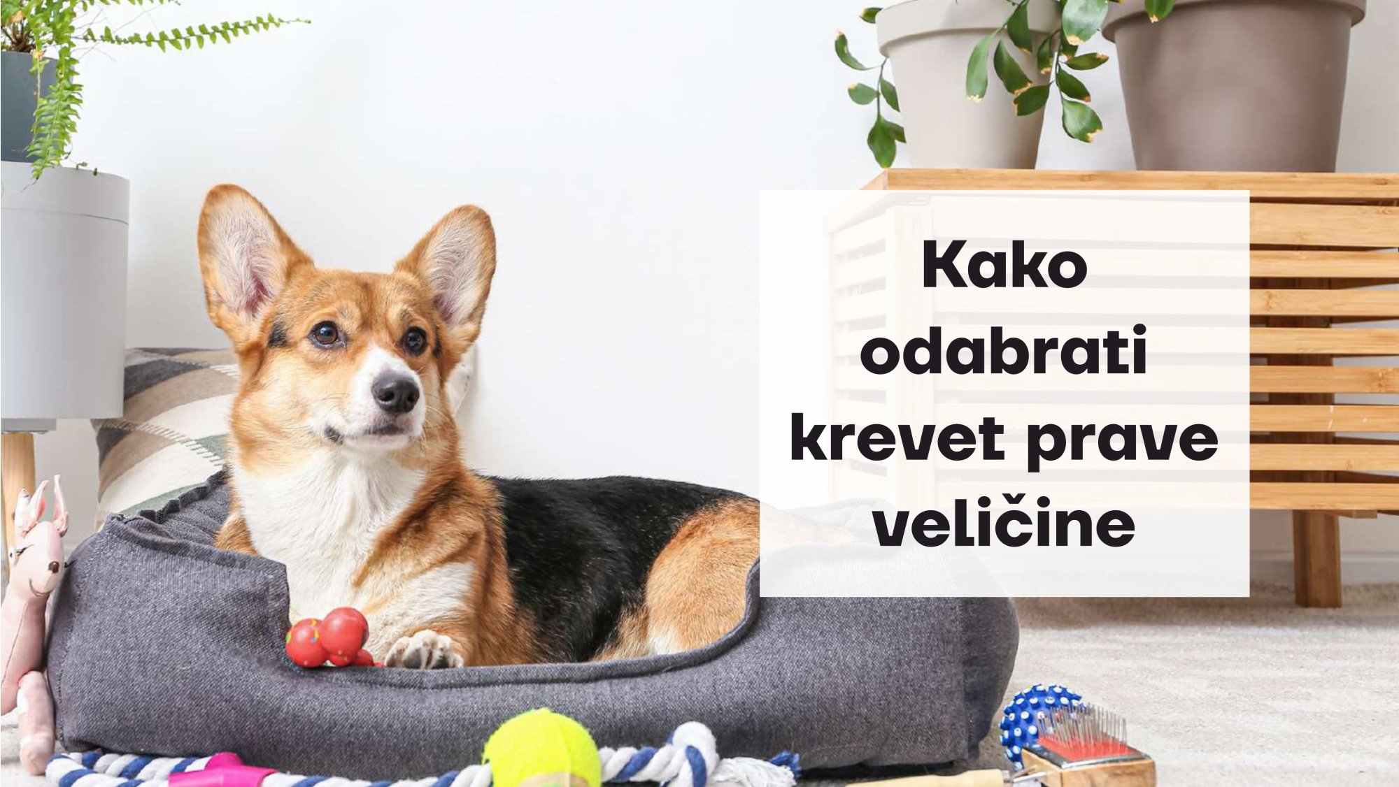 Kako odrediti pravu veličinu kreveta za vašeg psa?