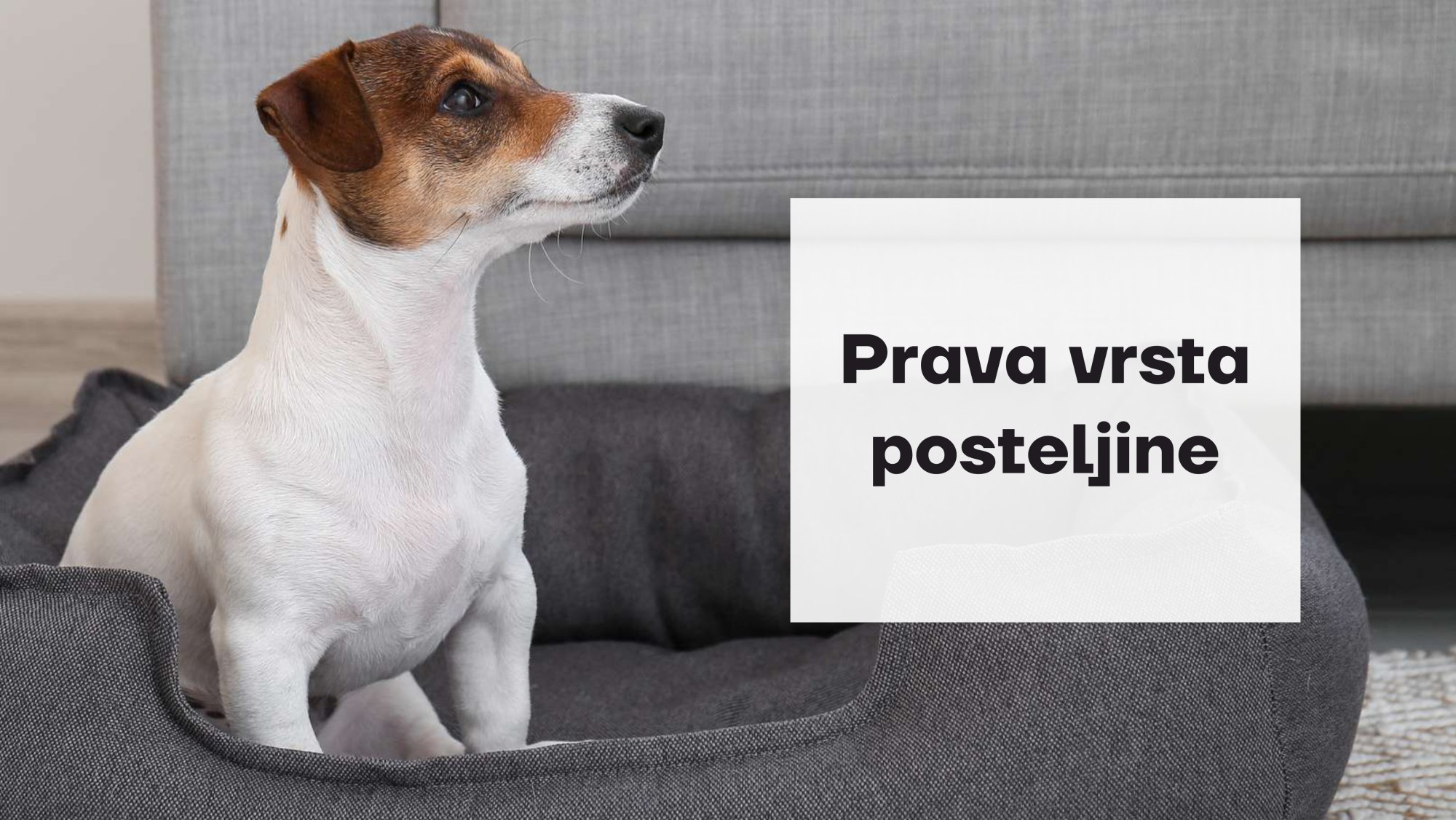 Koja je vrsta kreveta prava za vašeg psa?