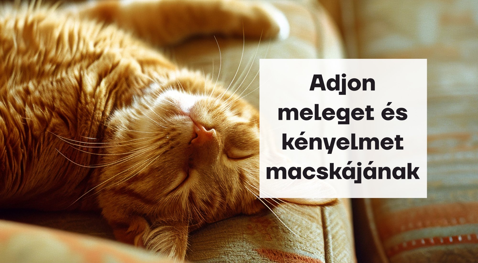 Macskaházak