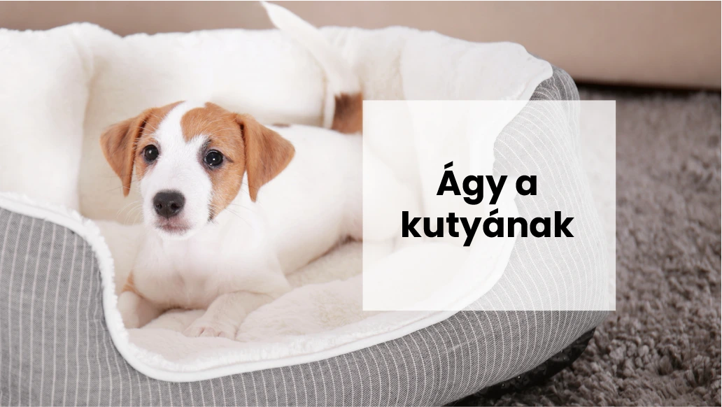 Hogyan tanítsuk meg a kutyát, hogy megszokja az új kutyaágyat, lépésről lépésre