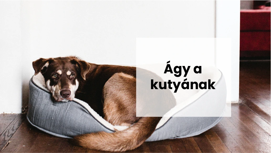 Hol helyezzük el a kutyaágyat, hogy a kutya jól érezze magát?