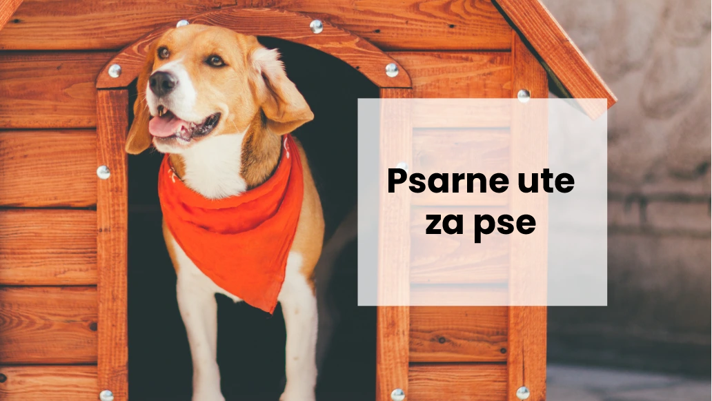 Celoten postopek sestavljanja pasje koče korak za korakom