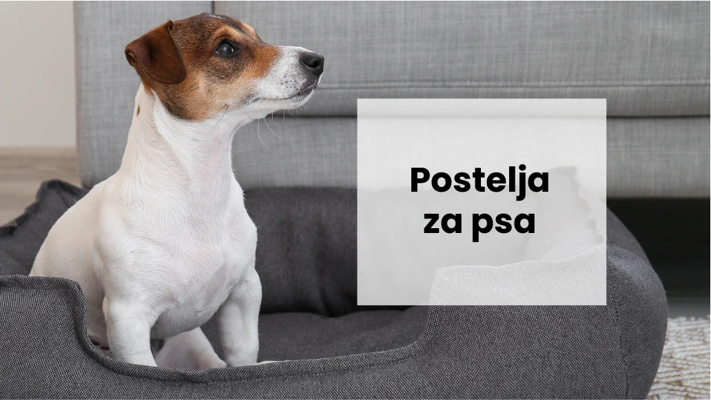 Katera vrsta brloga je primerna za vašega psa?