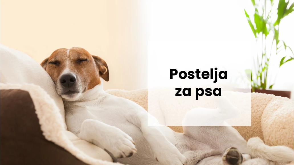 Zakaj je pomembno, da izberete pravo pasjo posteljo za svojega psa?
