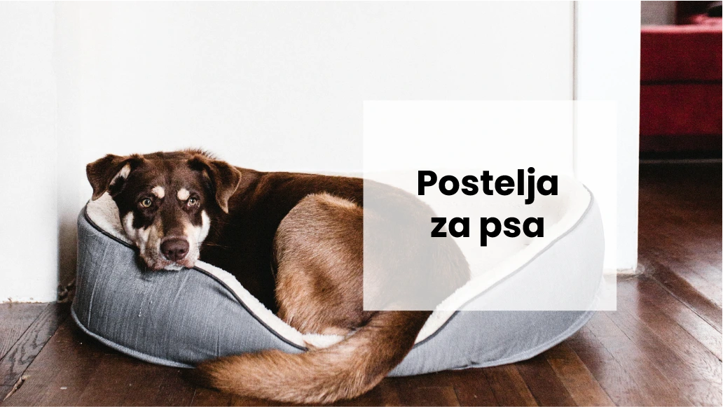 Kam postaviti brlog, da se bo pes počutil udobno?