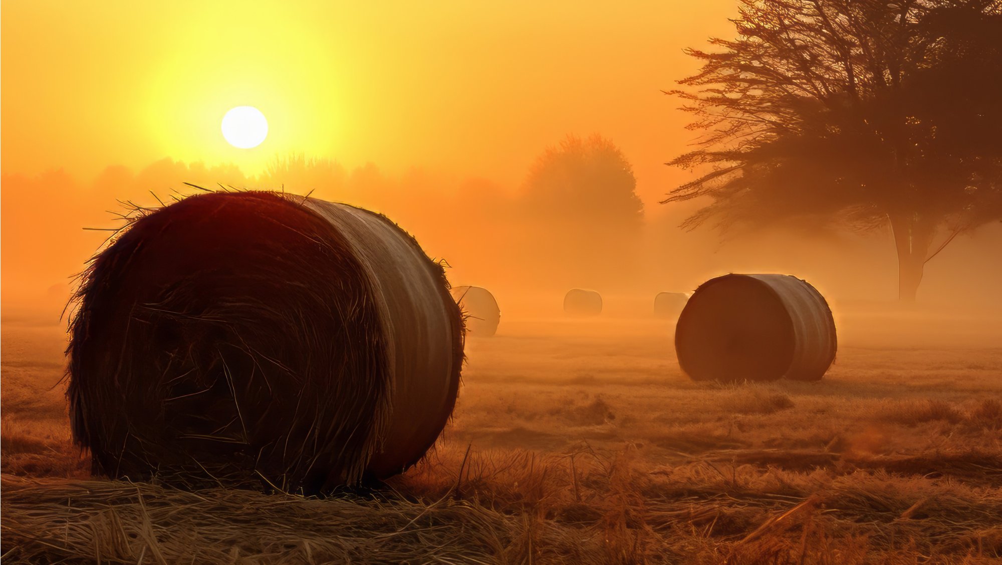 Kako zaščititi seno in preprečiti izgube