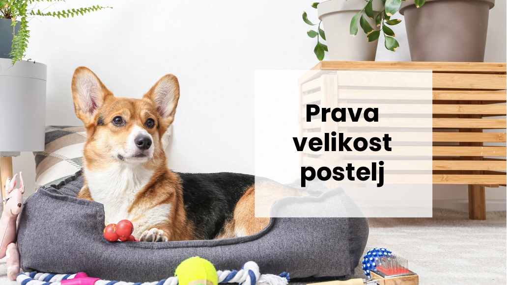 Kako določiti pravo velikost pasje postelje za vašega psa?