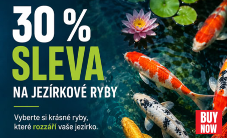 zebra_akce