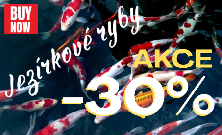 zebra_akce