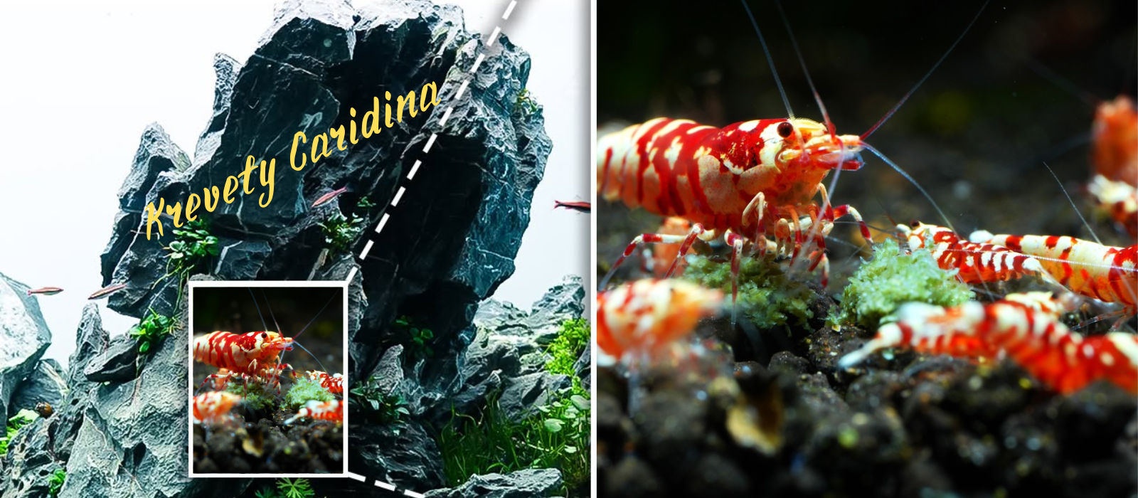 Caridina zoom