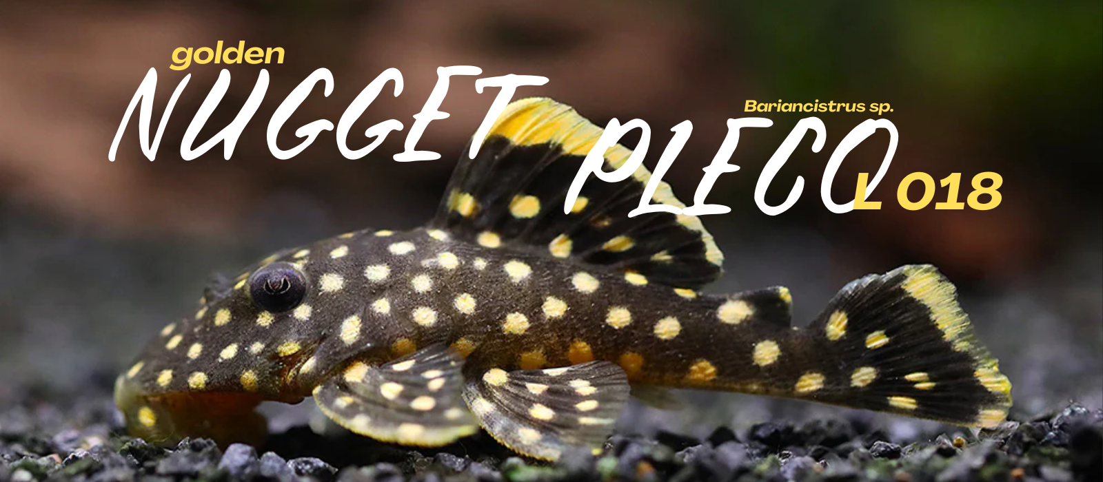 meduza pleco