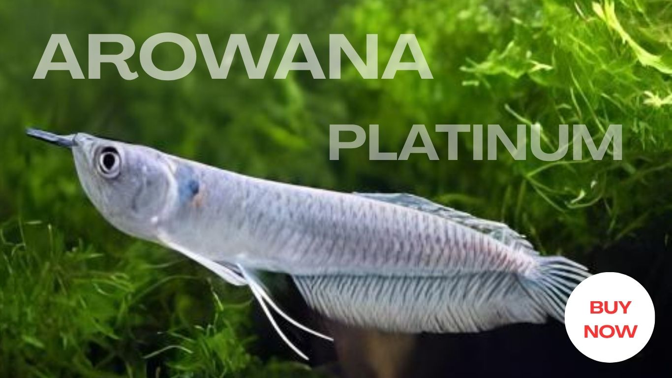 Arowana