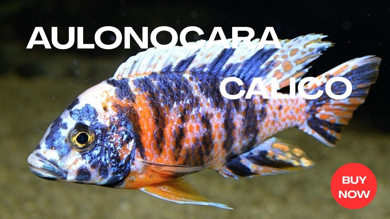 AquaScaping