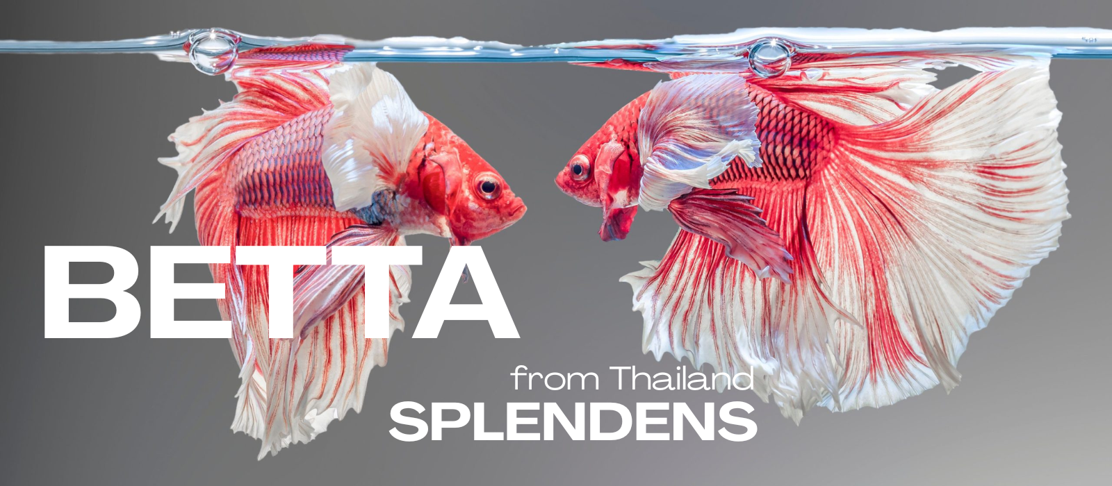 BETTA