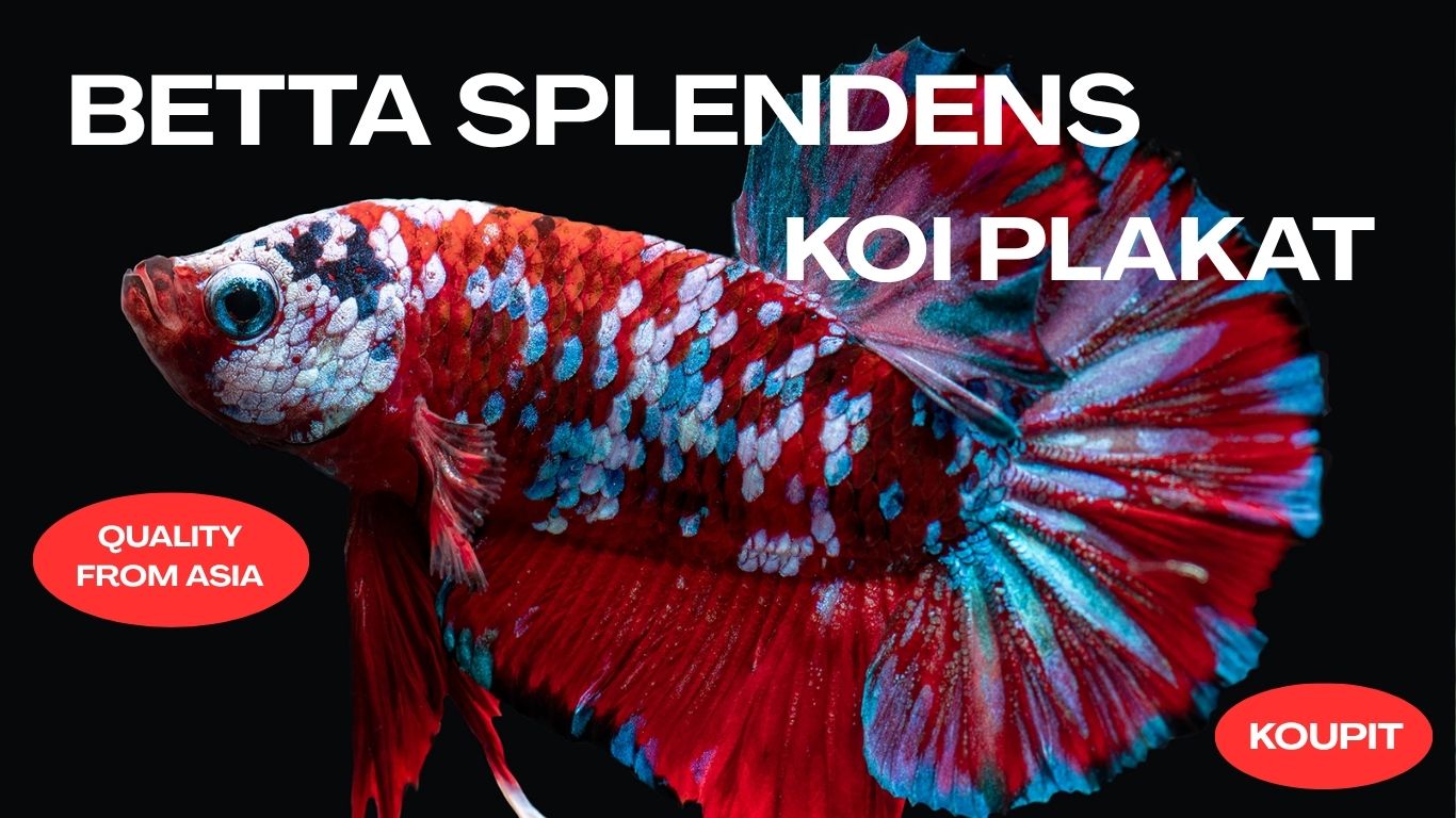 BETTA