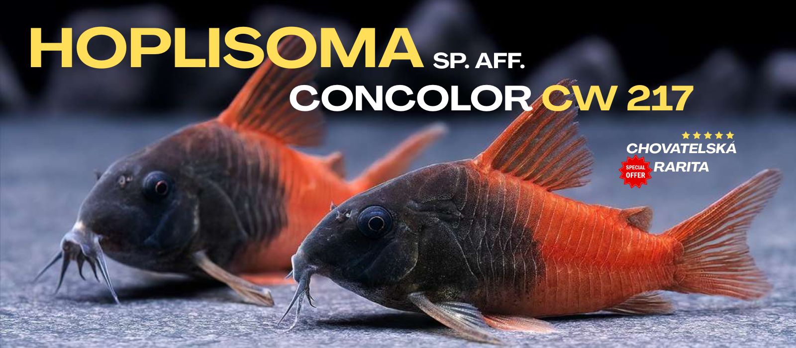 Hoplisoma