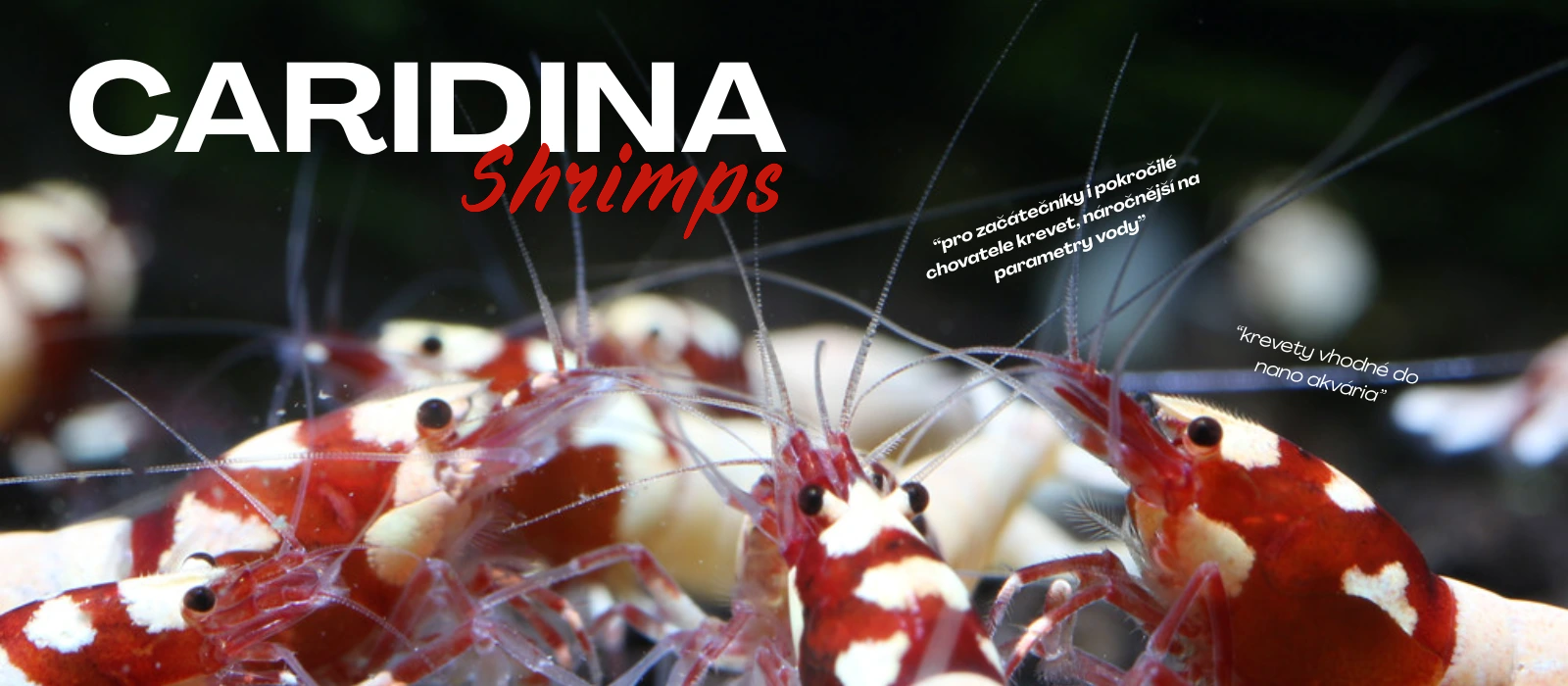 Caridina
