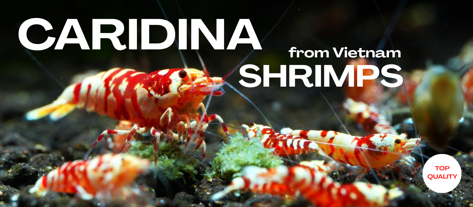 Caridina shrimps