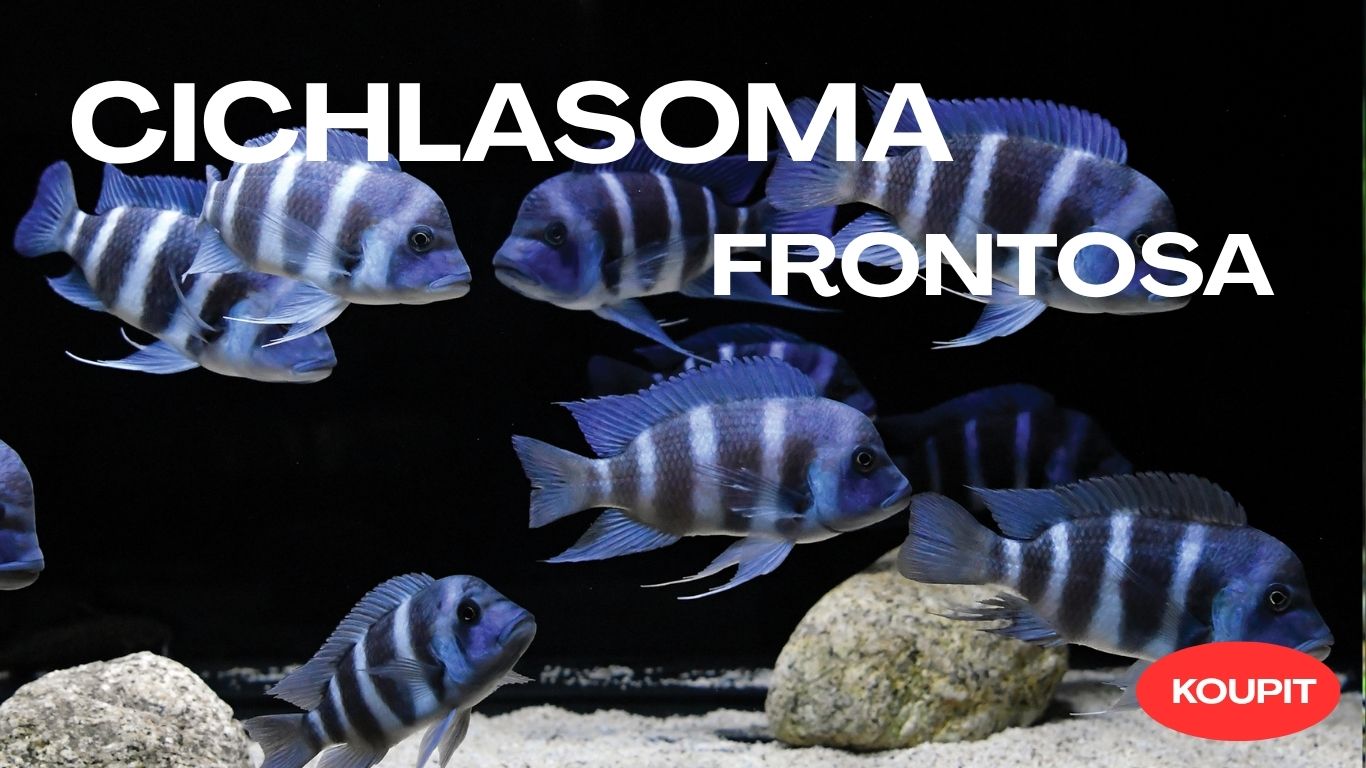 FRONTOSA