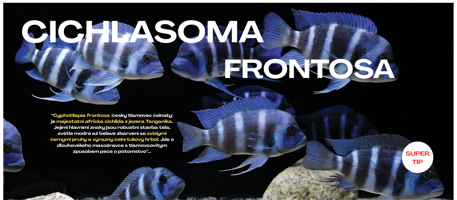FRONTOSA