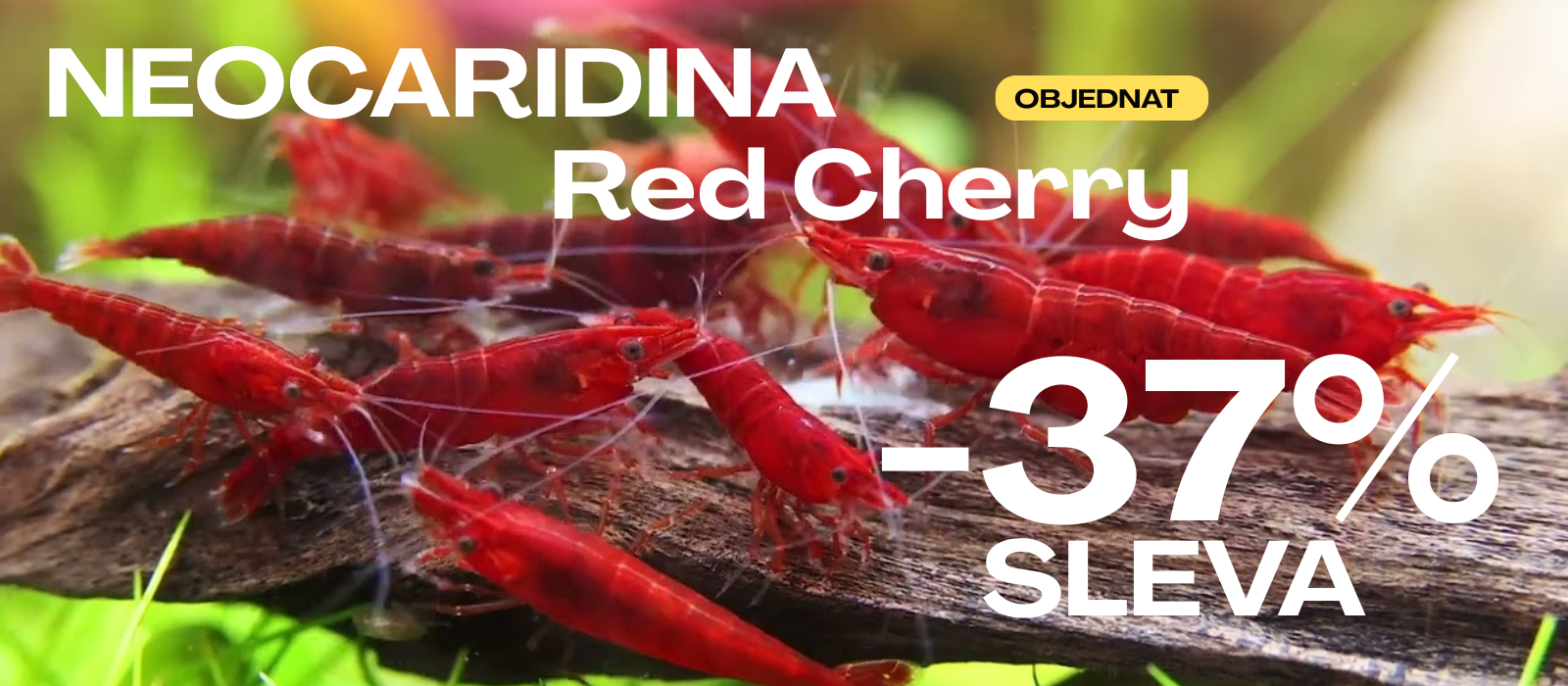 neoridina shrimps