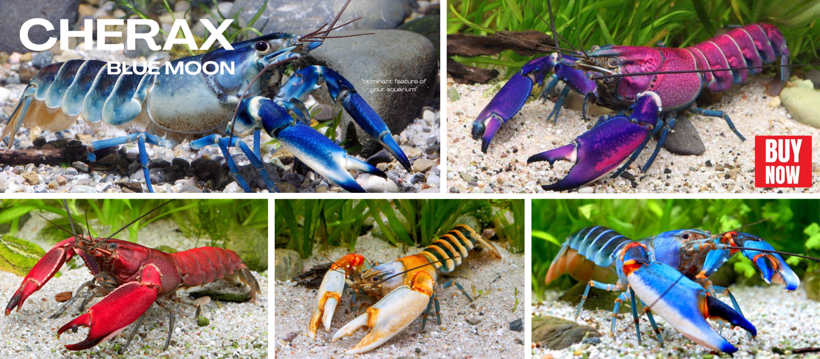 Cherax