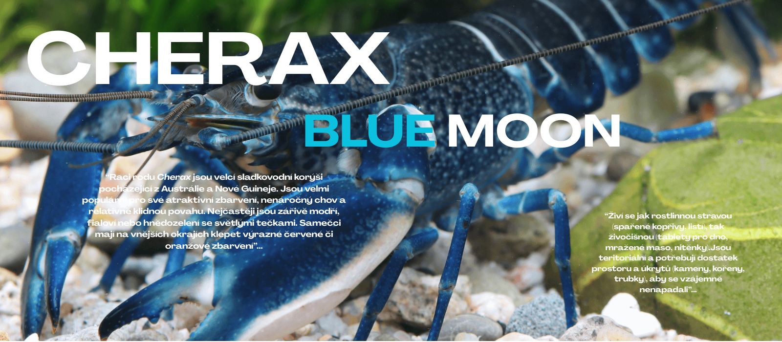 Cherax