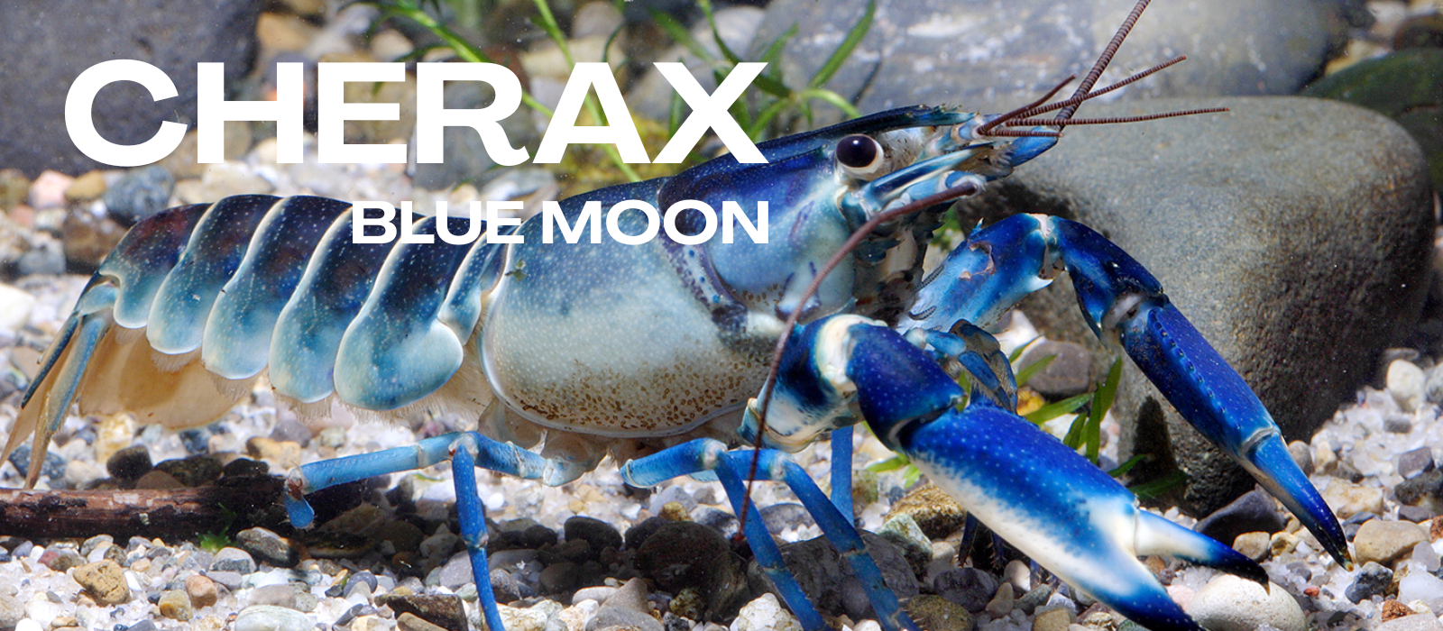 Cherax