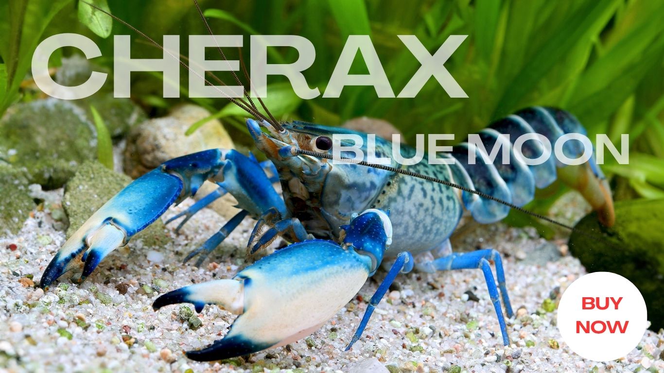 Cherax
