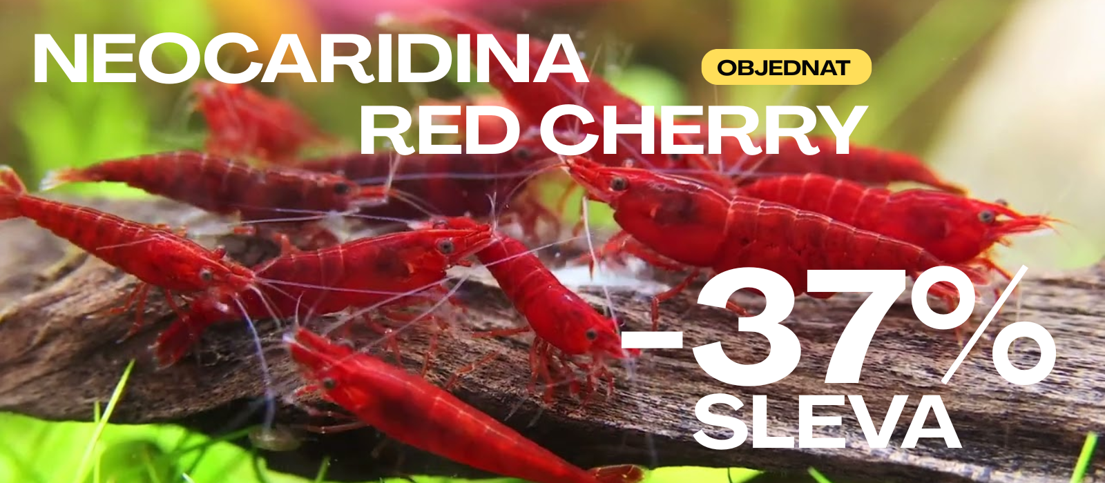 neoridina shrimps