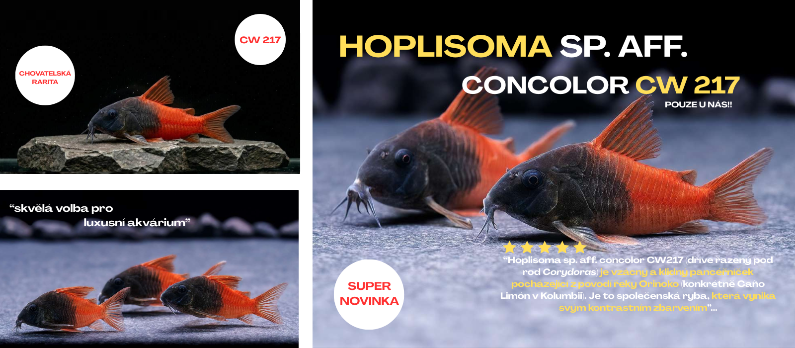 Corydoras