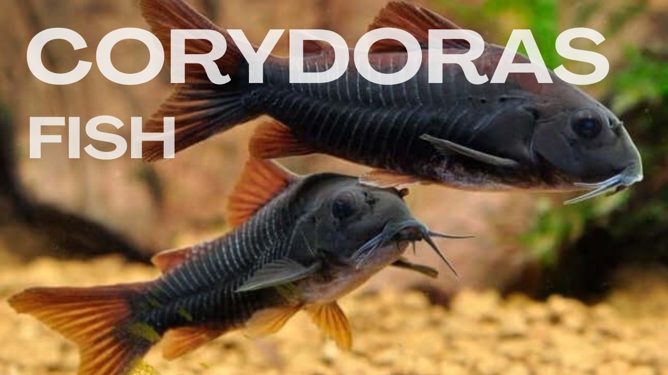 Corydoras